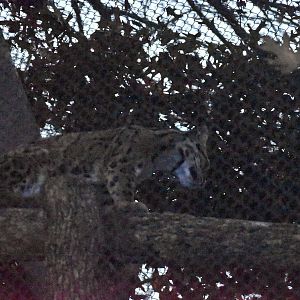 Clouded Leoaprd (Neofelis nebulosa)