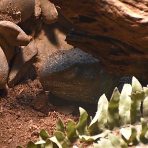 A Sleeping Tuatara (Sphenodon punctatus)