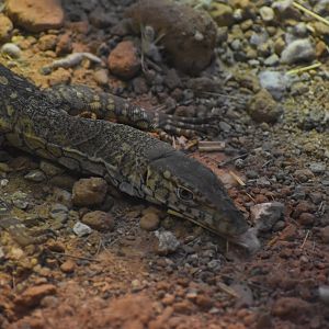 Perentie (Varanus giganteus)
