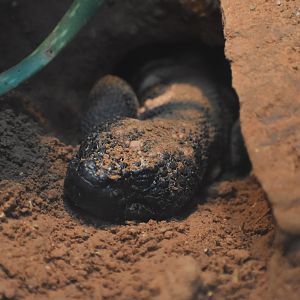 Sleepy Gila Monster (Heloderma suspectum)