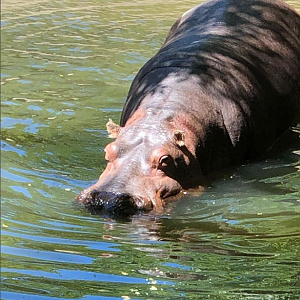 Hippopotamus amphibius