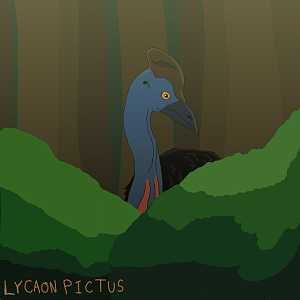 Casuarius casuarius.