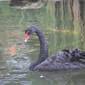 Black swan (Cygnus atratus)