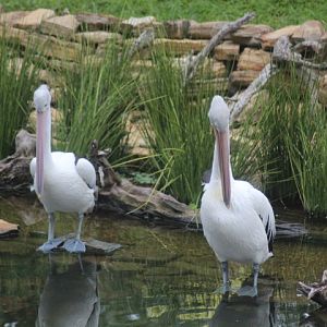 Australian pelican (Pelecanus conspicillatus)