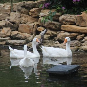 Chinese goose (Anser cygnoides domesticus)