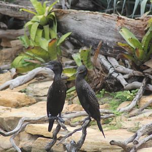 Little black cormorant (Phalacrocorax sulcirostris)