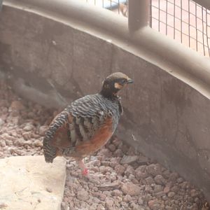 Chestnut-bellied partridge (Arborophila javanica)