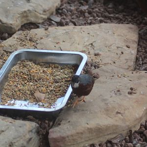 King quail (Synoicus chinensis lineatus)
