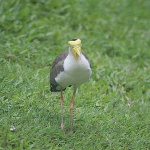 Masked lapwing (Vanellus miles miles)