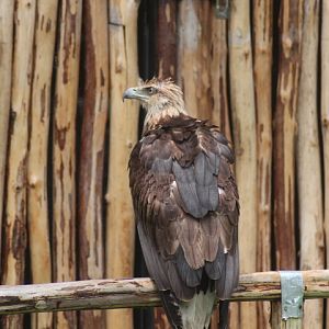 White-bellied sea eagle (Icthyophaga leucogaster)