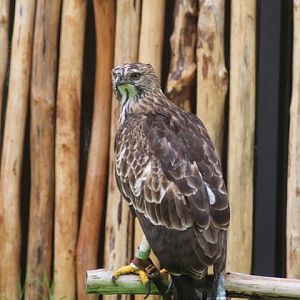 Changeable hawk-eagle (Nisaetus cirrhatus limnaeetus)