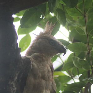 Javan hawk-eagle (Nisaetus bartelsi)