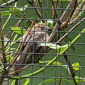 Coryphospingus cucullatus?