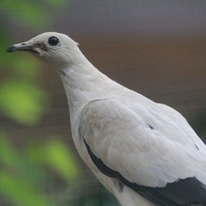 Pied imperial pigeon (Ducula bicolor)