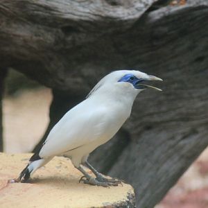 Bali myna (Leucopsar rothschildi)