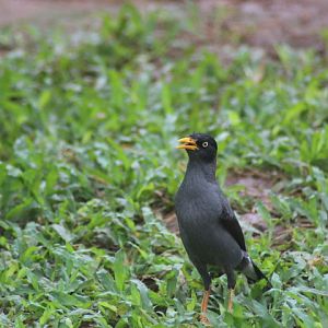 Javan myna (Acridotheres javanicus)