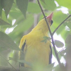 Black-naped oriole (Oriolus chinensis maculatus)