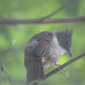 Penan bulbul (Alophoixus ruficrissus fowleri)