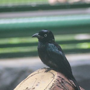 Hair-crested drongo (Dicrurus hottentottus jentincki)