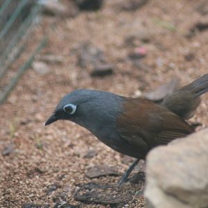 Sunda laughingthrush (Garrulax palliatus)