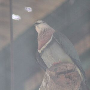 Pink-headed fruit dove (Ptilinopus porphyreus)