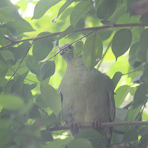 Pink-necked green pigeon (Treron vernans)