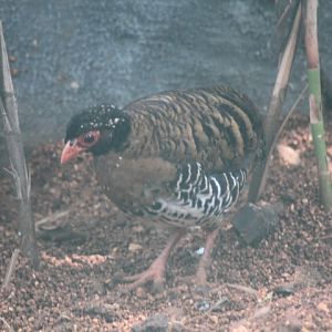 Red-billed partridge (Arborophila rubrirostris)