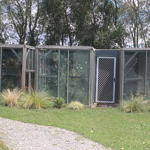 Breeding aviaries for Yellow-crowned Kakariki, Koru Native Wildlife Centre