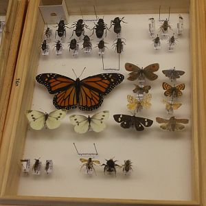 Pinned specimens of local insects, Koru Native Wildlife Centre