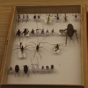 Pinned specimens of local insects, Koru Native Wildlife Centre