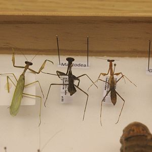Specimens of Miomantis caffra (different colour morphs), Koru Native Wildlife Centre