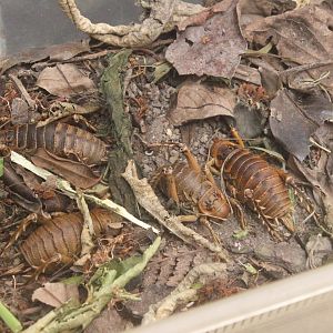 Deinacrida rugosa, Koru Native Wildlife Centre