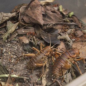 Deinacrida rugosa, Koru Native Wildlife Centre