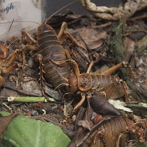 Deinacrida rugosa, Koru Native Wildlife Centre