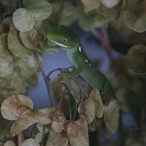Naultinus species (baby), Koru Native Wildlife Centre