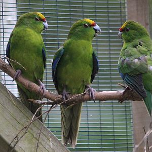 Yellow-crowned Kakariki juveniles, Koru Native Wildlife Centre