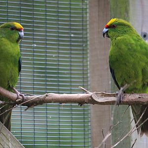Yellow-crowned Kakariki juvenile (left) and adult (right), Koru Native Wildlife Centre