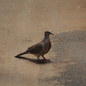 Spotted dove (Spilopelia chinensis tigrina)