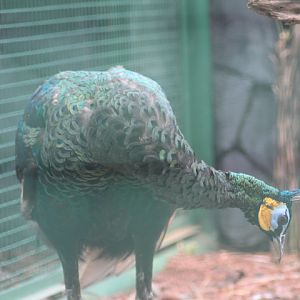 Java peafowl (Pavo muticus muticus)