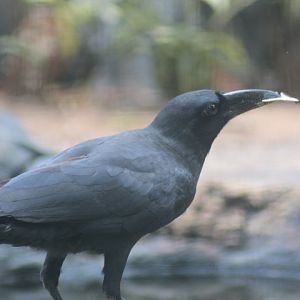 Large-billed crow (Corvus macrorhynchos macrorhynchos)