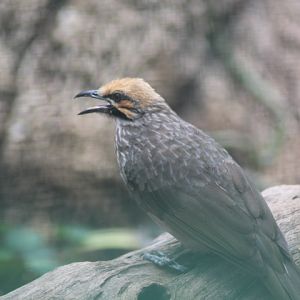 Straw-headed bulbul (Pycnonotus zeylanicus)