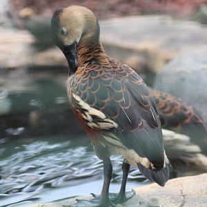 Wandering whistling duck (Dendrocygna arcuata arcuata)