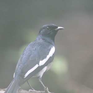 Oriental magpie-robin (Copsychus saularis musicus)