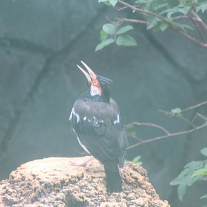 Javan pied myna (Gracupica jalla)