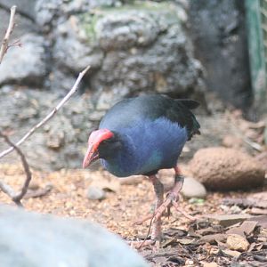 Black-backed swamphen (Porphyrio indicus)