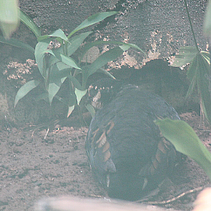 Grey-breasted partridge (Arborophila orientalis)