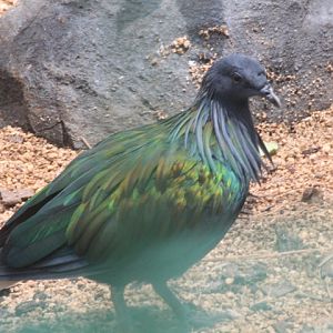 Nicobar pigeon (Caloenas nicobarica nicobarica)
