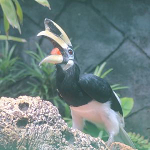 Oriental pied hornbill (Anthracoceros albirostris)