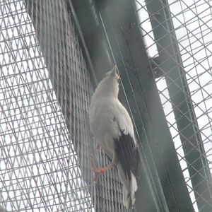 Black-winged myna (Acridotheres melanopterus melanopterus)