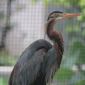 Purple heron (Ardea purpurea manilensis)